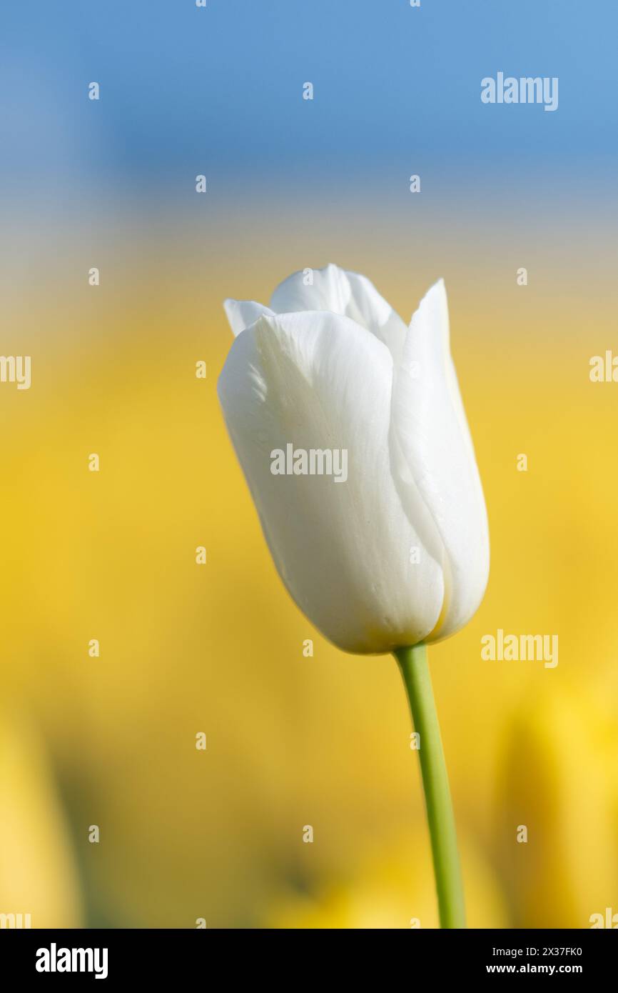 Un tulipani bianco si erge alto in un campo di tulipani gialli nei Paesi Bassi Foto Stock