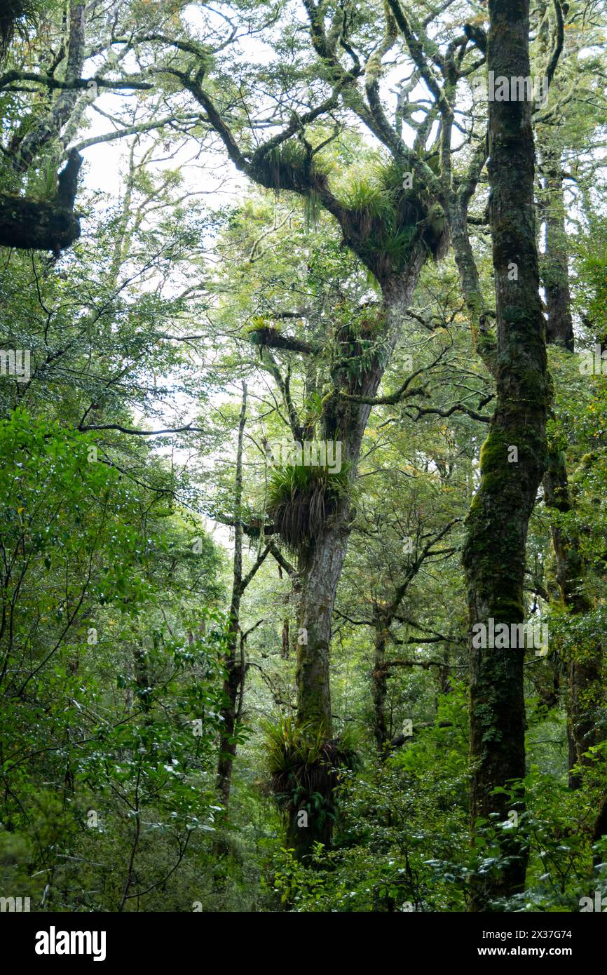 Epifite che crescono sugli alberi nella foresta vicino al lago Rotokura, al Parco Nazionale del Tongariro, all'Isola del Nord, nuova Zelanda Foto Stock