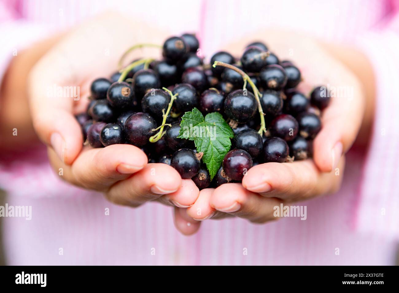 7 luglio 2022: Una donna tiene in mano dei ribes neri appena raccolti *** Eine Frau hält frisch gepflückte schwarze Johannisbeeren Foto Stock