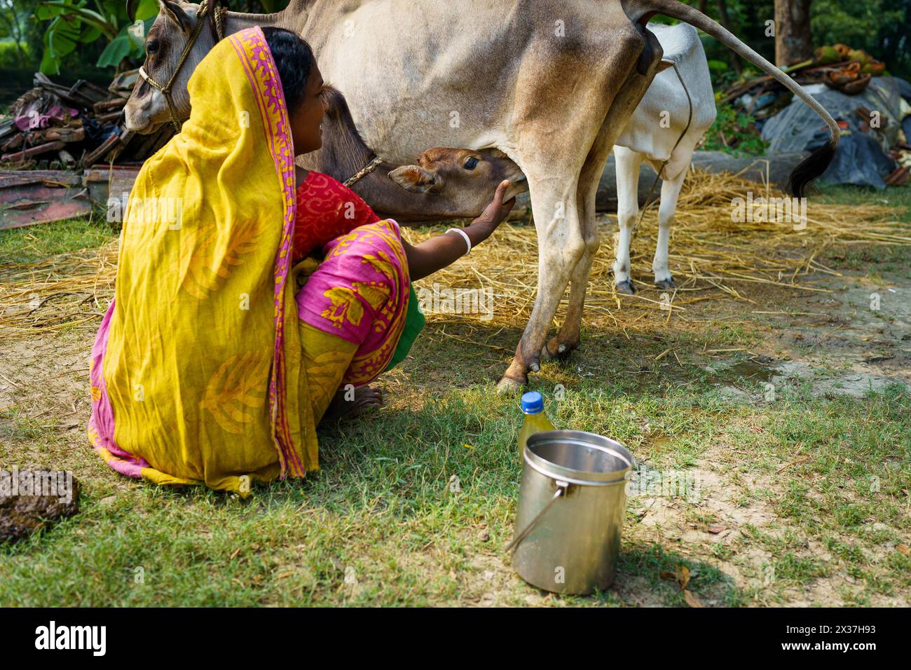 Sundarbans, India - 20 ottobre 2023: Una donna indiana allevata in sari tradizionali viene vista mungere una mucca nella sua fattoria nell'India rurale. Donna indiana al lavoro Foto Stock