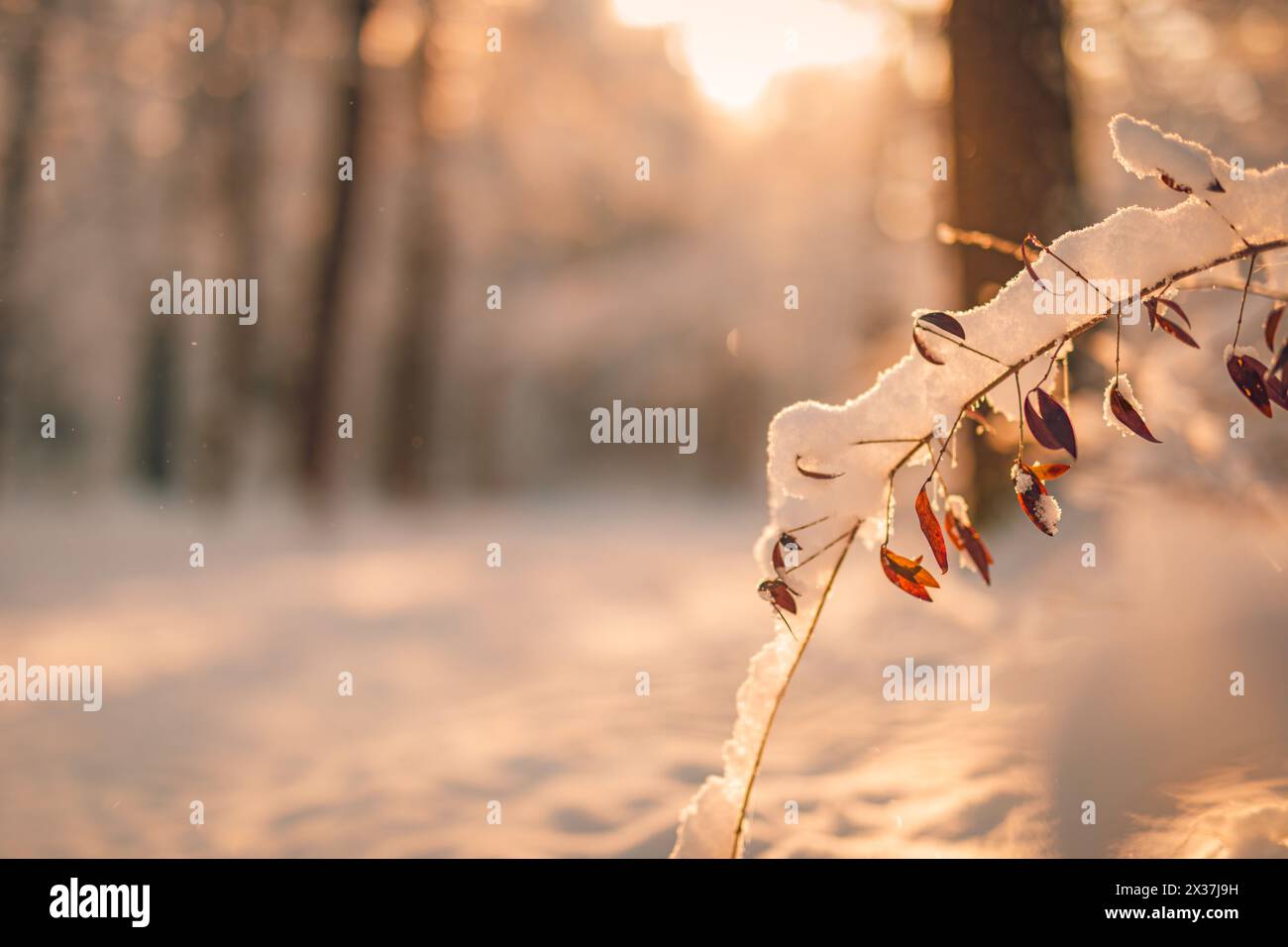 Ramo ghiacciato con foglie rosse retroilluminato da una calda luce dorata invernale con effetto bokeh. Dettagli delicati di ghiaccio. Natura fredda stagionale, primo piano pacifico bianco macro Foto Stock