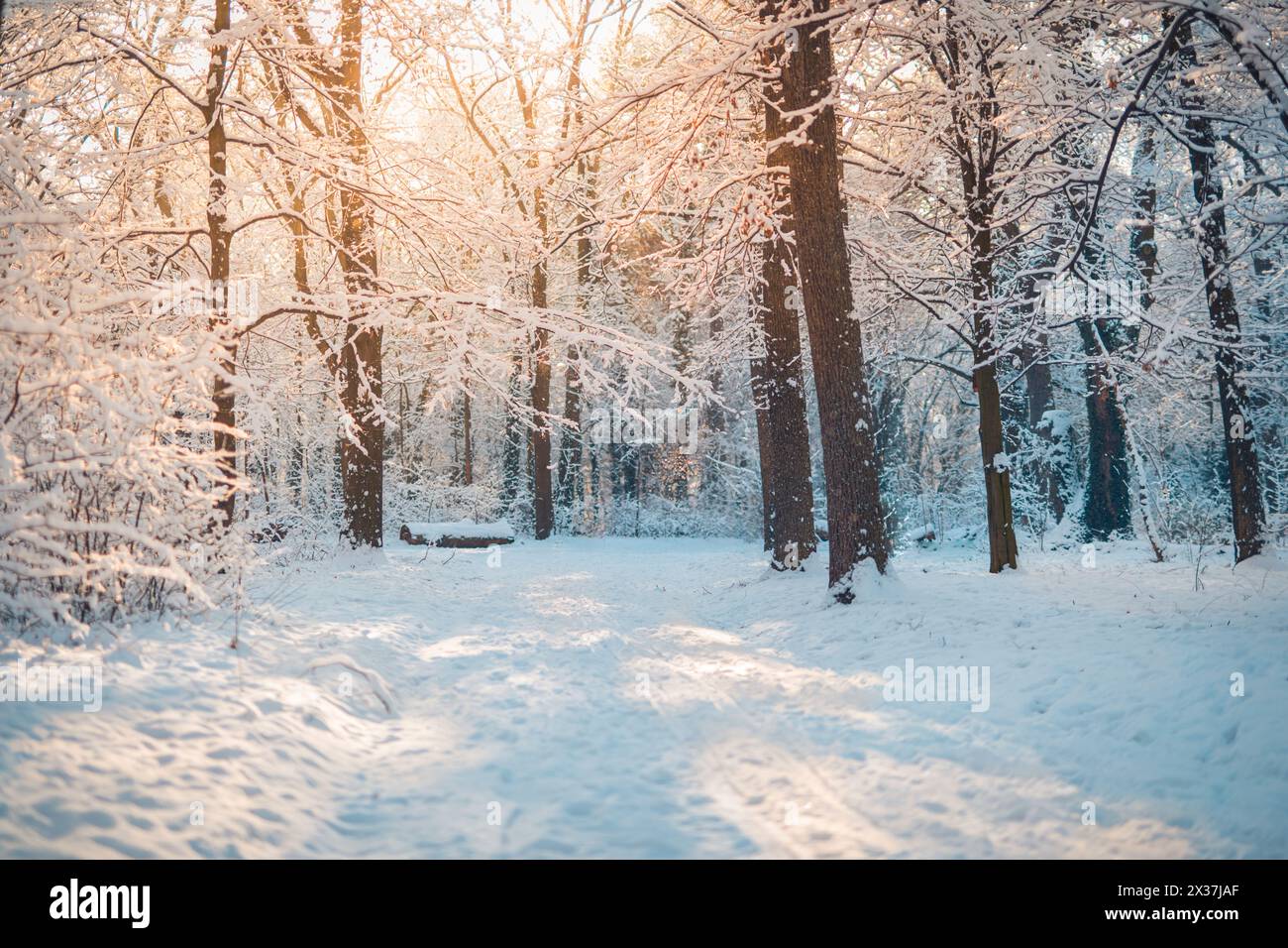 Alberi di una foresta invernale coperti di neve con la luce del sole attraverso i rami ghiacciati. Scena boschiva luminosa. Paesaggio naturale stagionale freddo tranquillo bianco all'aperto Foto Stock