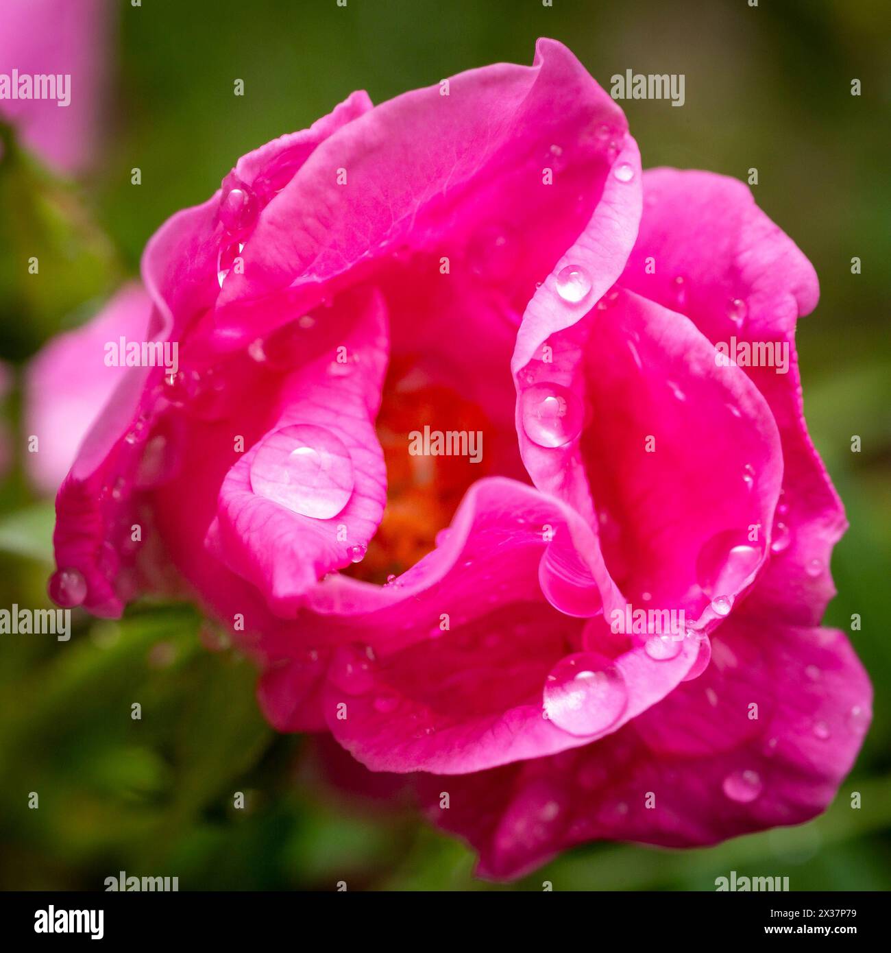 Una foto ravvicinata di una rosa in fiore in un'aiuola verde. Foto Stock