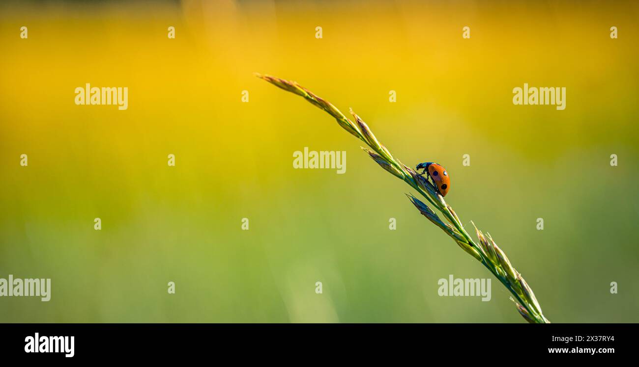 Coccinello su erba macro primo piano, idilliaco tramonto della natura. Fantastico concetto primaverile di flora e fauna, bellezza nella natura. Primo piano panoramico Foto Stock