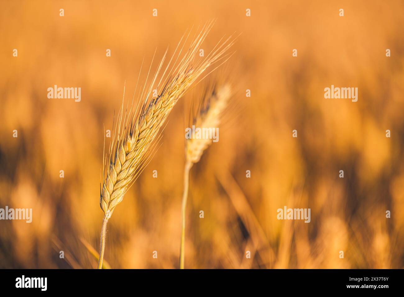 Primo piano di un campo di grano dorato sotto un cielo azzurro in una giornata di sole, caratterizzato da una splendida natura bokeh sfocata con un delicato sfondo dai colori pastello Foto Stock