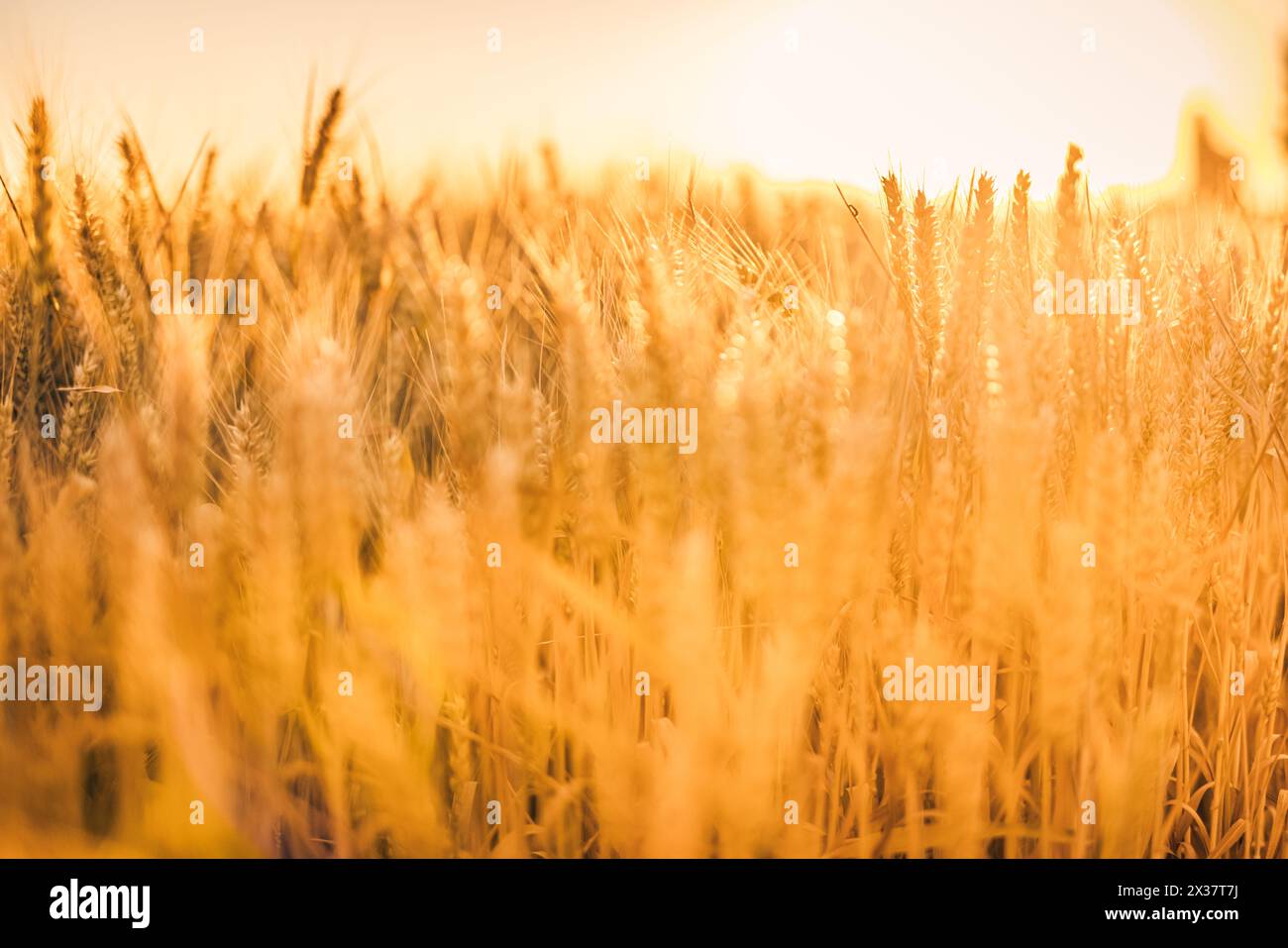 Primo piano di un campo di grano dorato sotto un cielo azzurro in una giornata di sole, caratterizzato da una splendida natura bokeh sfocata con un delicato sfondo dai colori pastello Foto Stock