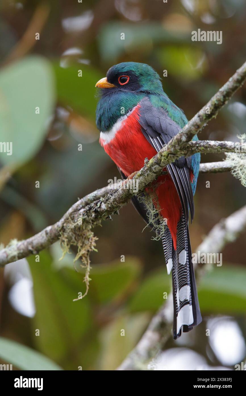 Trogon con colletto (Trogon collaris) maschio, vista laterale, San Isidro, Napo, Ecuador 14 febbraio 2014 Foto Stock