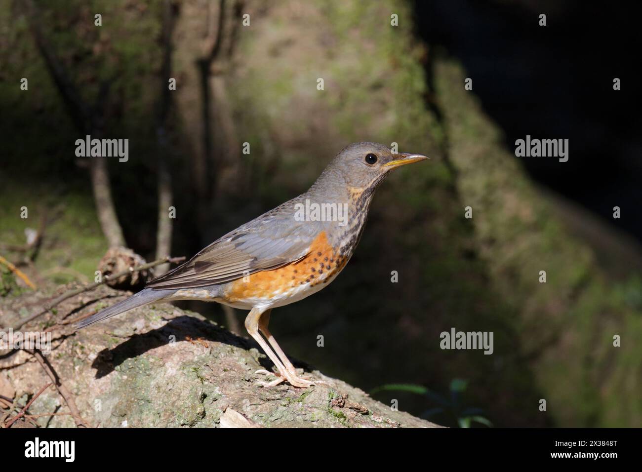 Thrush (Turdus hortulorum) Shek Kong, Hong Kong, Cina dicembre 2013 maschio immaturo Foto Stock