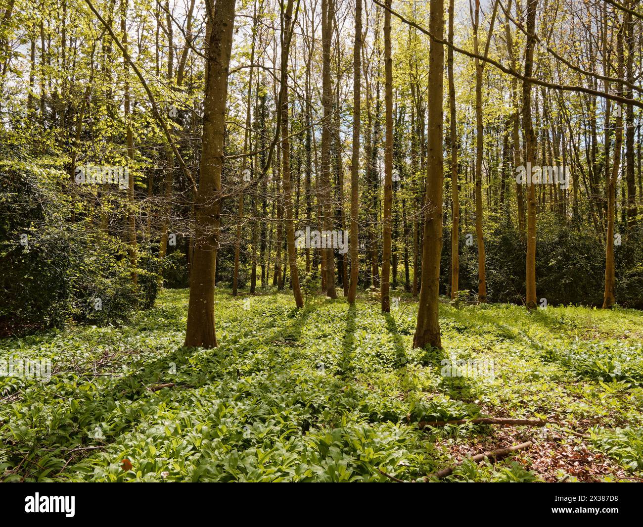 La luce del sole filtra tra gli alberi alti in una fitta foresta verde con tappeti di ramson a terra a Coleshill Cuckoo Pen Plantation, Wiltshire, Inghilterra Foto Stock