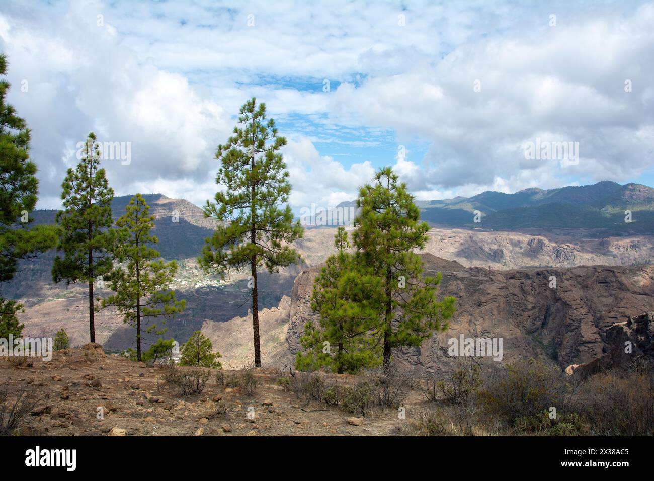 Pino delle Canarie ( Pinus canariensis ) su una montagna sull'isola di Gran Canaria in Spagna Foto Stock