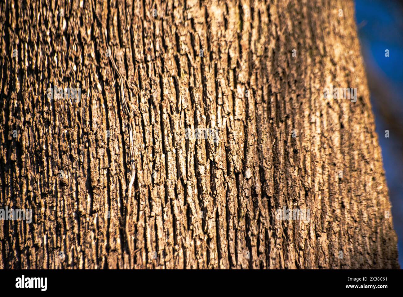Una vista ravvicinata che rivela i dettagli e le texture intricati di un tronco di albero maestoso, catturando la bellezza della natura da vicino. Foto Stock