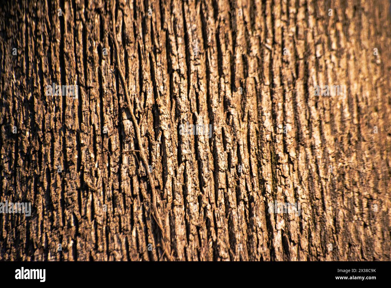 Una vista ravvicinata che rivela i dettagli e le texture intricati di un tronco di albero maestoso, catturando la bellezza della natura da vicino. Foto Stock