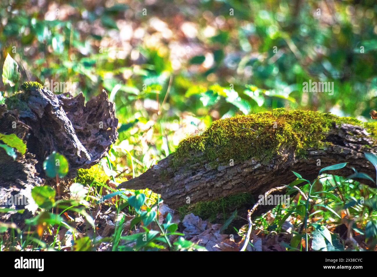 I muschi ricoprono un tronco d'albero nella foresta, aggiungendo un tocco verde lussureggiante alla rustica consistenza dell'abbraccio della natura. Foto Stock