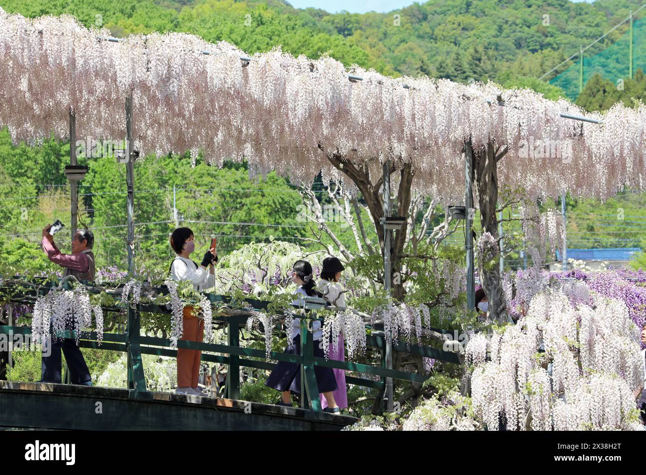 Ashikaga, Giappone. 25 aprile 2024. I visitatori fotografano la Wisteria Blossom bianca su un ponte di Wisteria presso il parco dei fiori di Ashikaga, in Giappone, che ha portato folle di visitatori a vedere e fotografare i lunghi sentieri di fiori viola. Crediti: Paul Brown/Alamy Live News Foto Stock