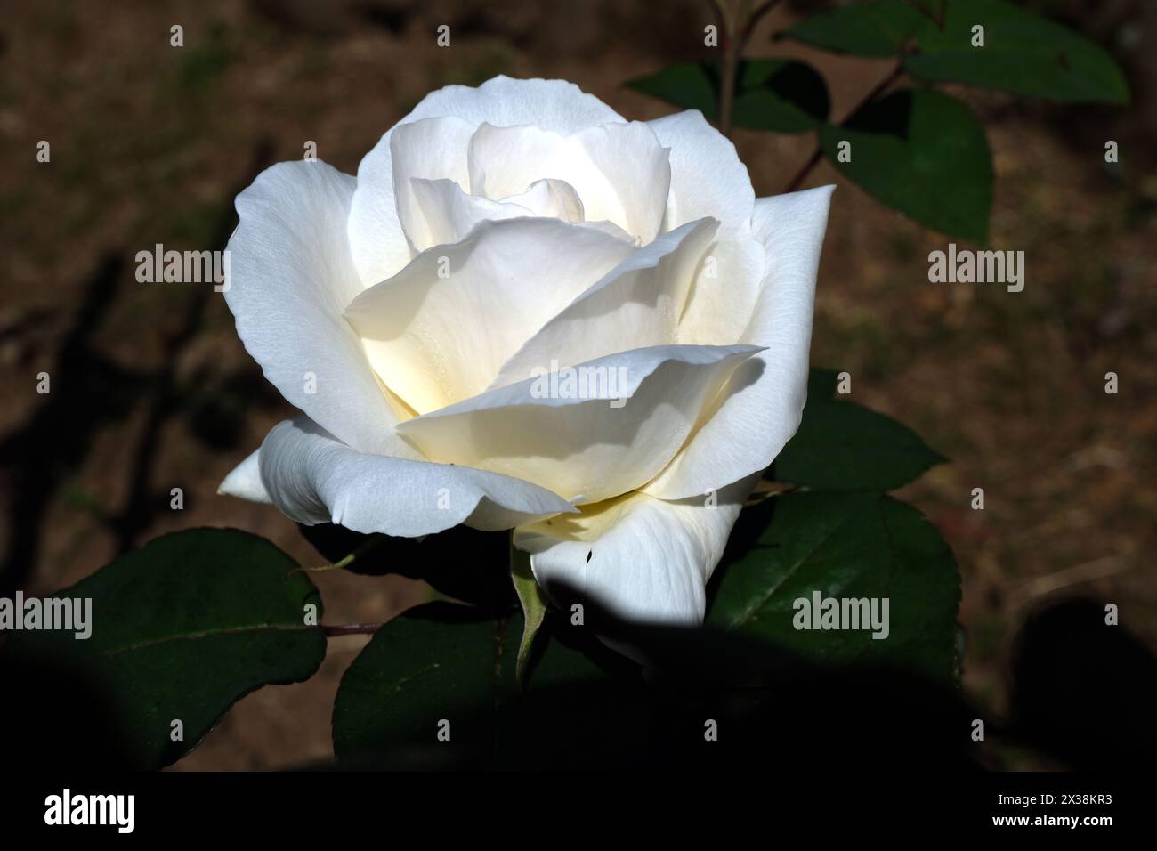 coltivo una rosa bianca testo