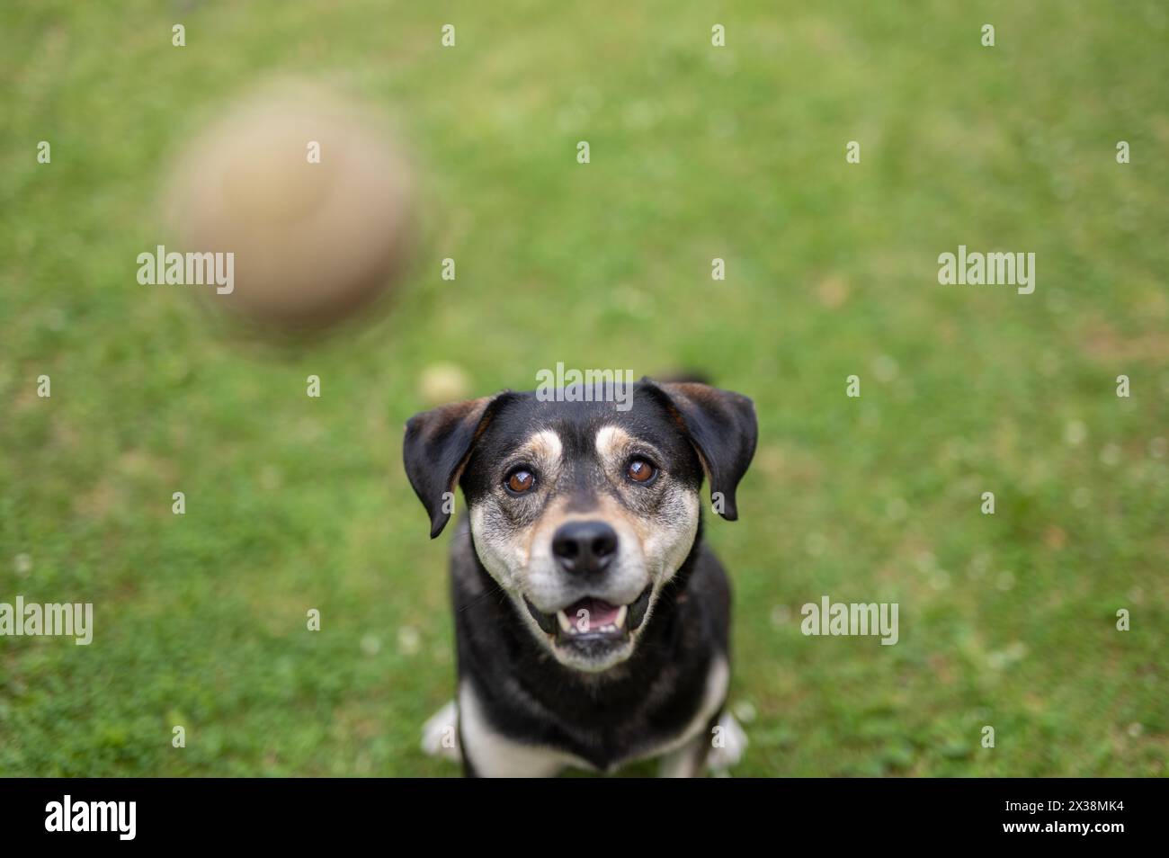 Cane felice, husky incrociato e cane ungherese dai capelli corti che gioca sul cortile di primavera Foto Stock