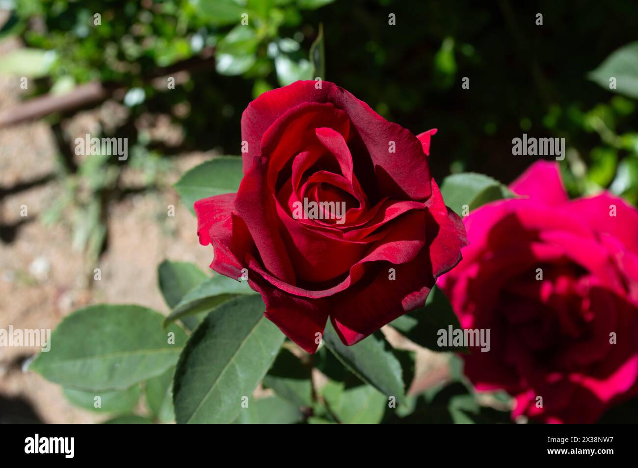 Rose, fiori da giardino in primavera Foto Stock