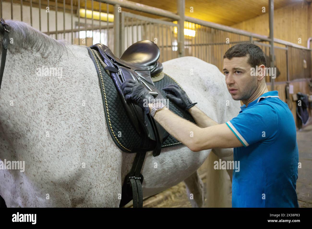 Bell'uomo con i guanti mette la sella su un cavallo bianco in imbracatura in stalla Foto Stock