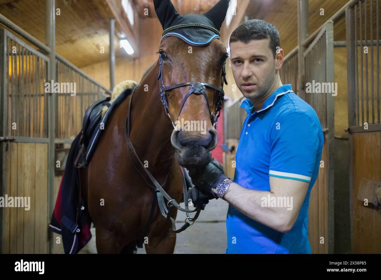 Bell'uomo in blu sta con cavallo marrone in imbracatura in stalla, concentrati sul cavallo Foto Stock