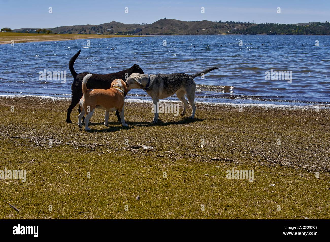 Tre tre cani da soli che giocano insieme e si annusano a vicenda sulla riva di un lago a cordoba, Argentina. Orizzontale Foto Stock