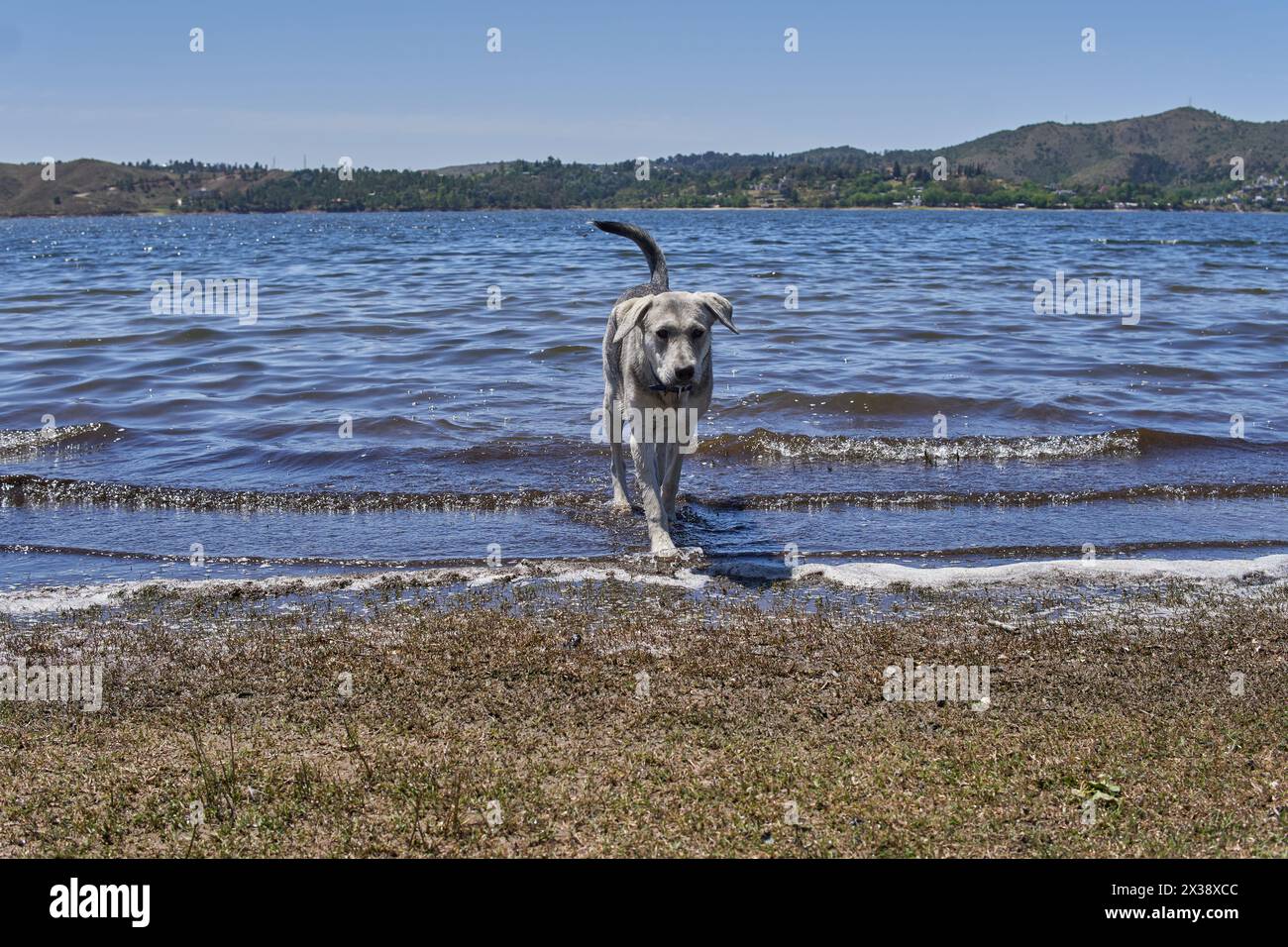 Cane grigio che cammina sulla riva di un lago a cordoba Argentina con le zampe bagnate. Orizzontale. Copia spazio Foto Stock