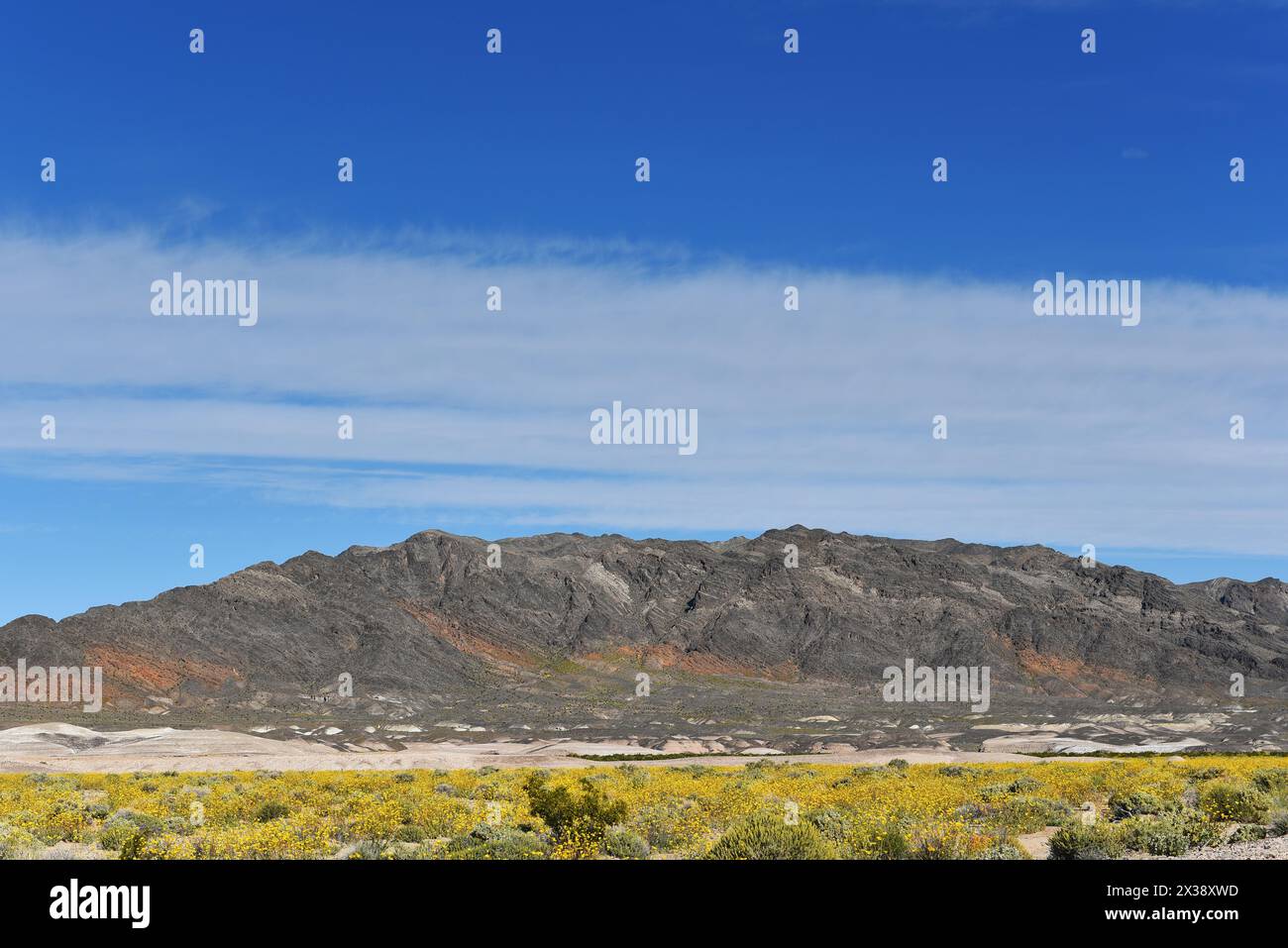 Fiori selvatici, aspre colline e spettacolari nuvole lungo la Route 127 nel deserto del Mojave. Foto Stock