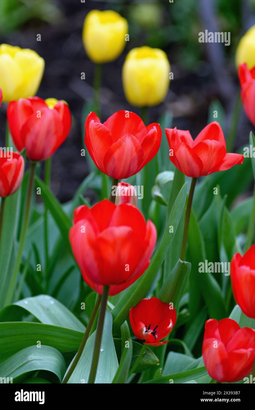 Primo piano di fiori di tulipani rossi con quelli gialli sullo sfondo che formano forme astratte Foto Stock