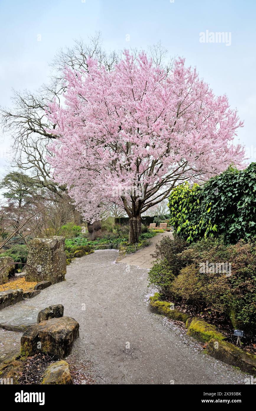 I ciliegi sono in piena fioritura nei giardini della Royal Horticultural Society di Wisley, Surrey, Inghilterra, Regno Unito Foto Stock