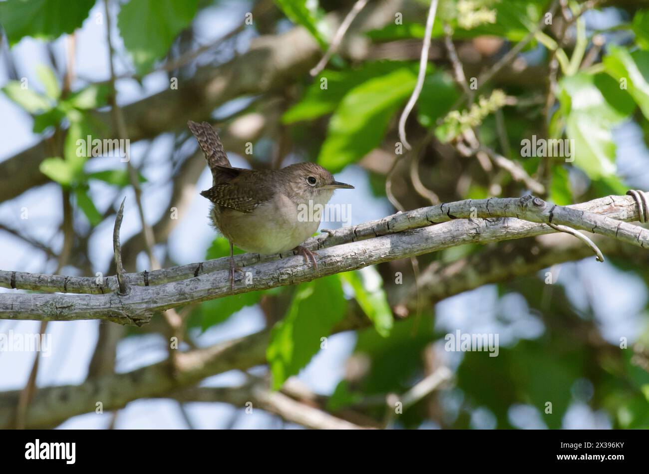 Casa Wren, Troglodytes aedon Foto Stock