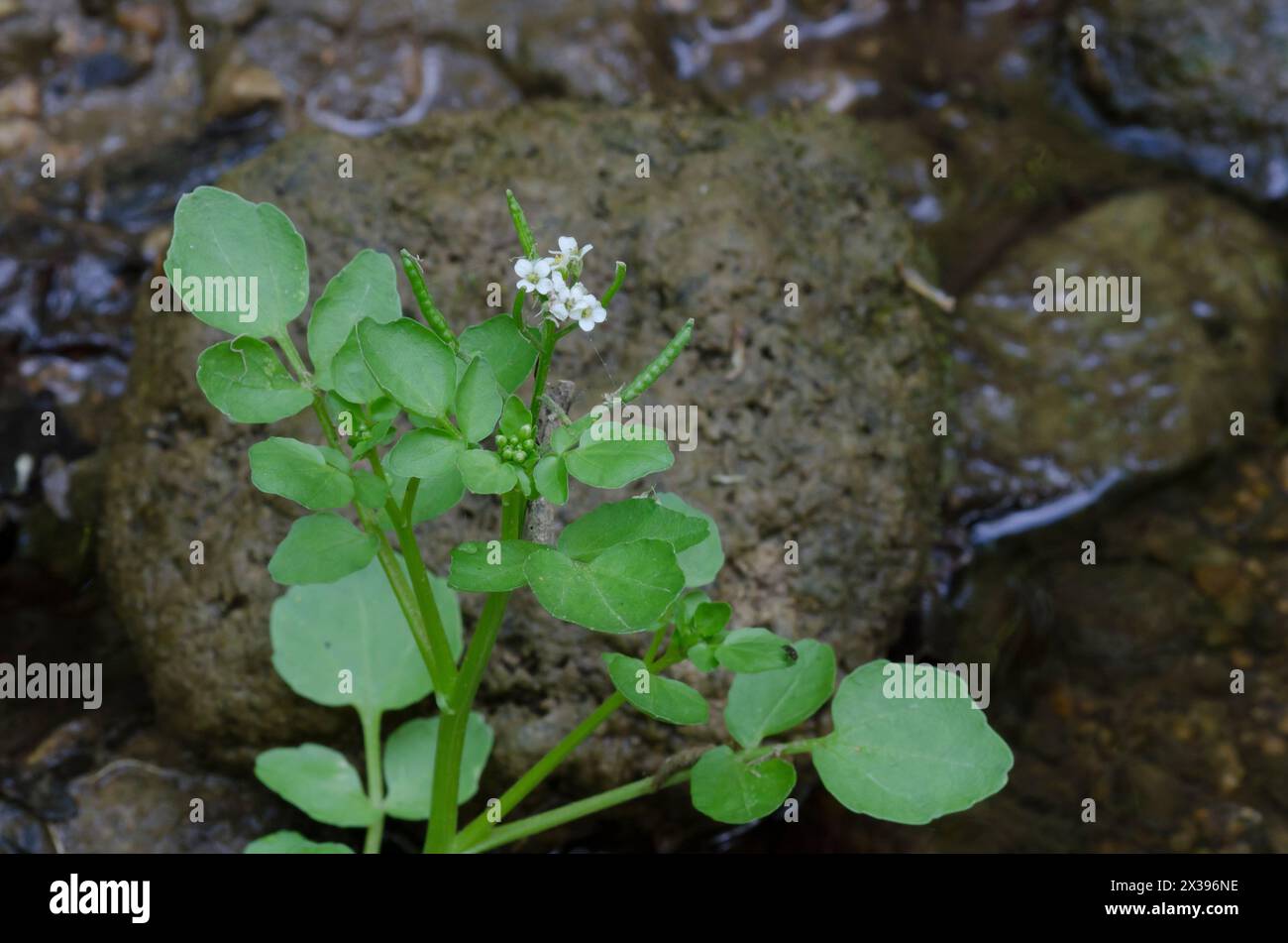 Crescione Nasturtium officinale Foto Stock