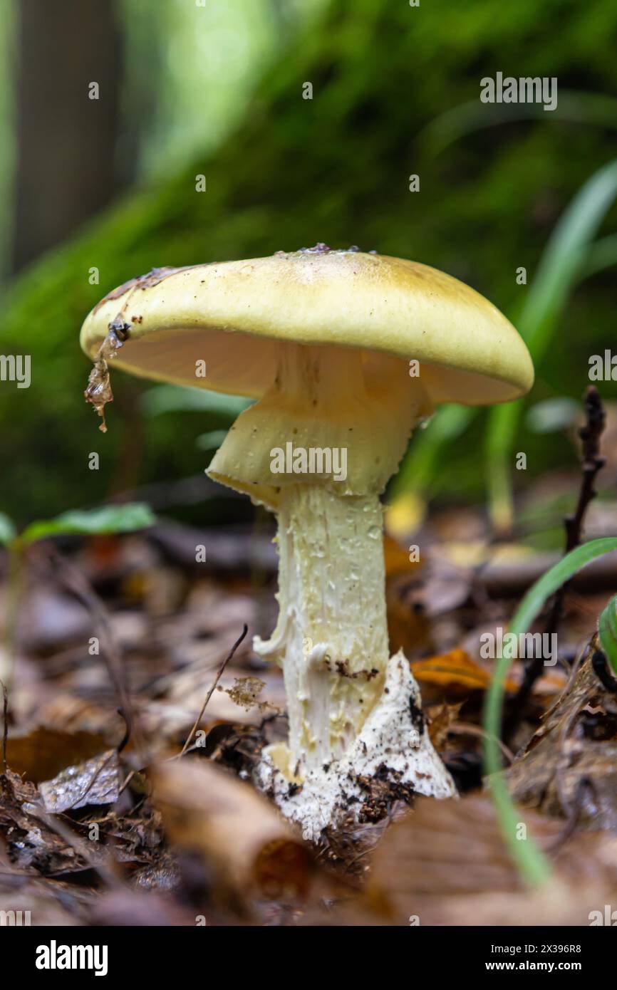 Toadstool pallido con funghi velenosi in erba, colpo da vicino in una chiara giornata di sole. Può essere utilizzato come sfondo o sfondo, così come nell'altro Foto Stock