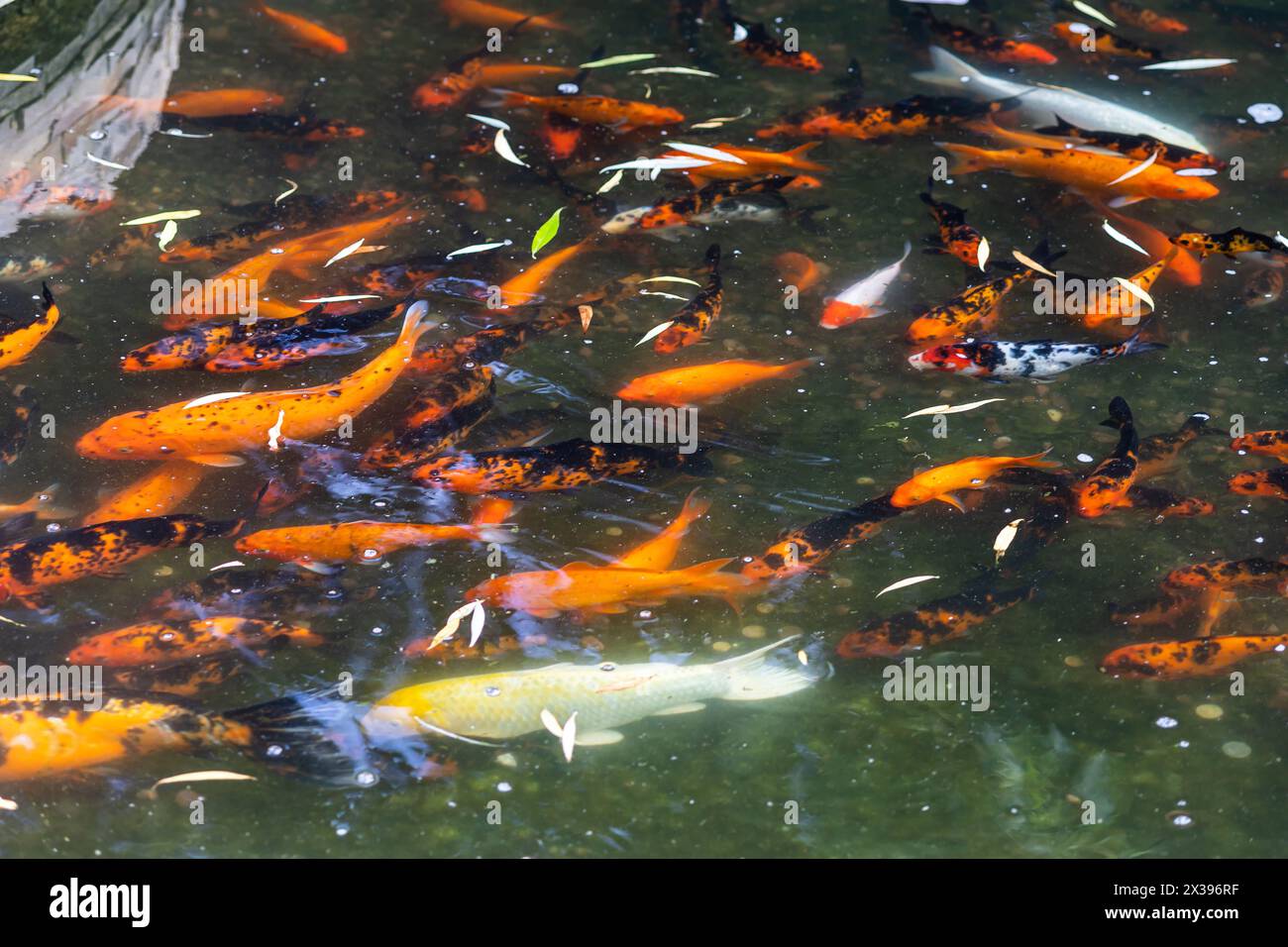 Quadro Carpe koi - carpe giapponesi nell'acqua tra alghe - Pesci