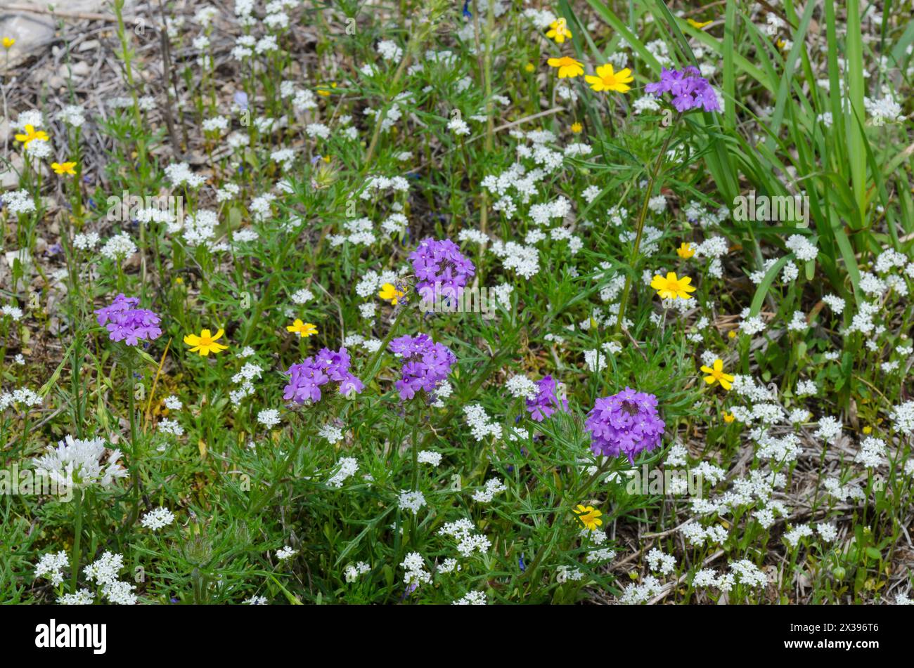 Fiori selvatici, insalata di corna pelosa, Valerianella amarella, Fineleaf Fournerved Daisy, Tetraneuris linearifolia, e Vervain, Glandularia sp. Foto Stock