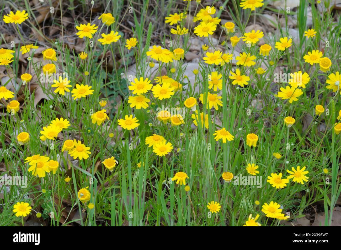 Fineleaf Fournerved Daisy, Tetraneuris linearifolia Foto Stock