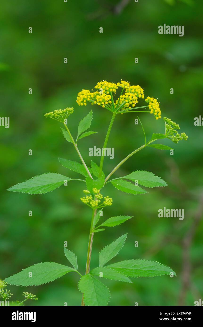 Alexanders d'oro, Zizia aurea Foto Stock