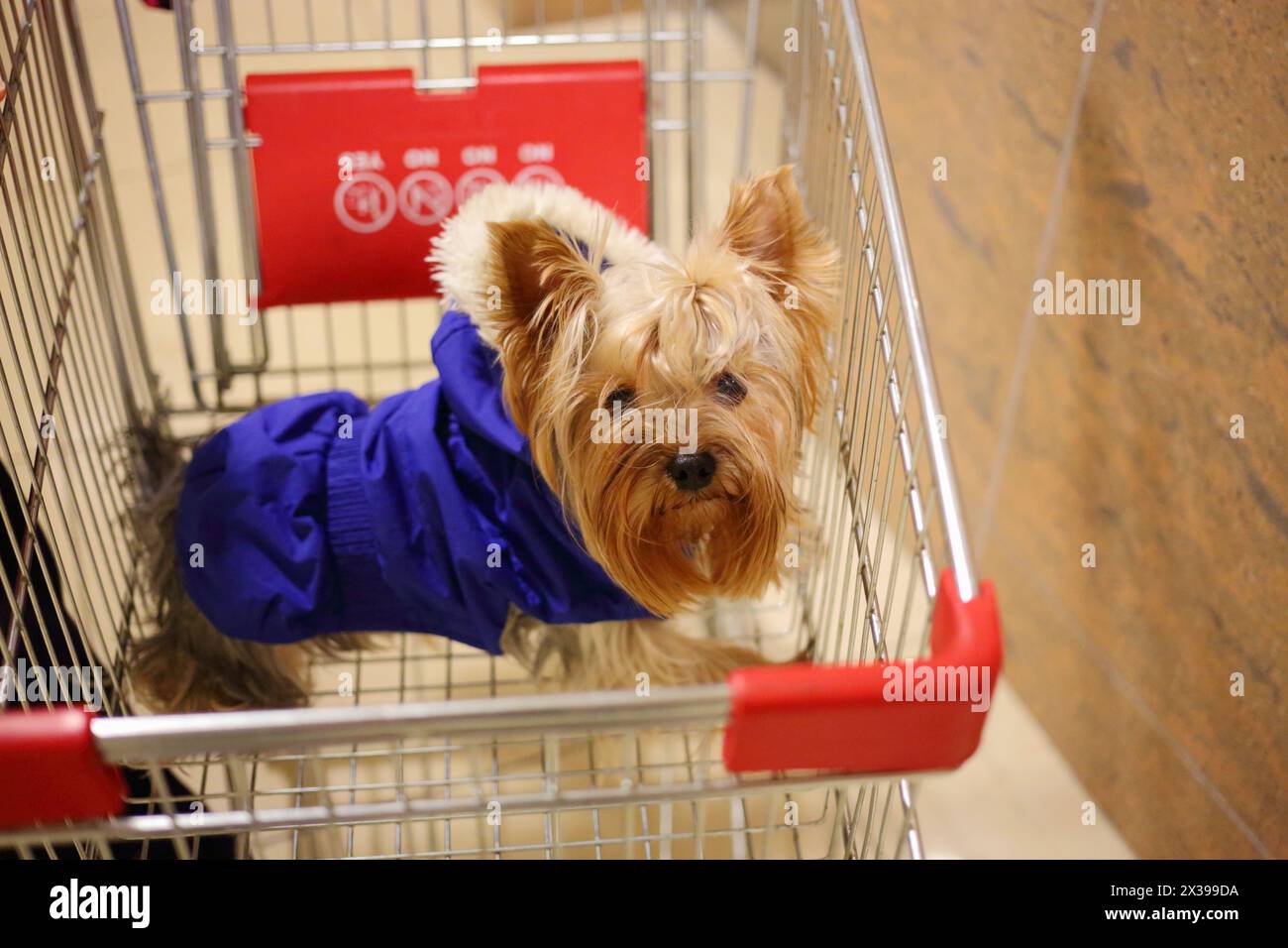 Lo Yorkshire terrier dog in tuta blu è nel carrello del supermercato Foto Stock