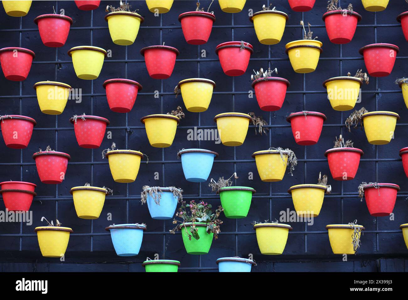 File di vasi multicolore con fiori sbiaditi e secchi sulle pareti Foto Stock
