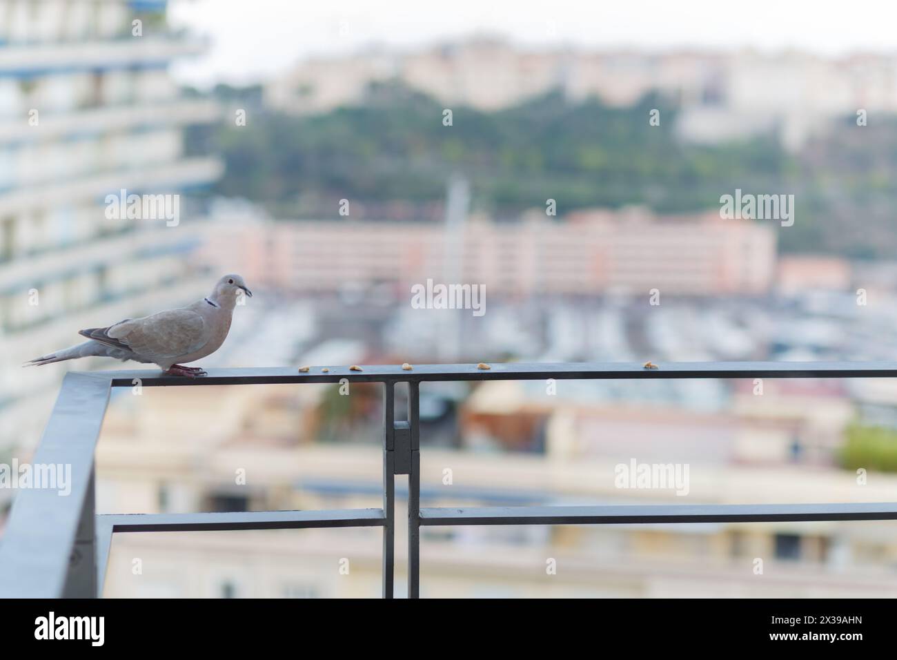 dove seduto sulla ringhiera del balcone sullo sfondo della baia di la Condamine Foto Stock