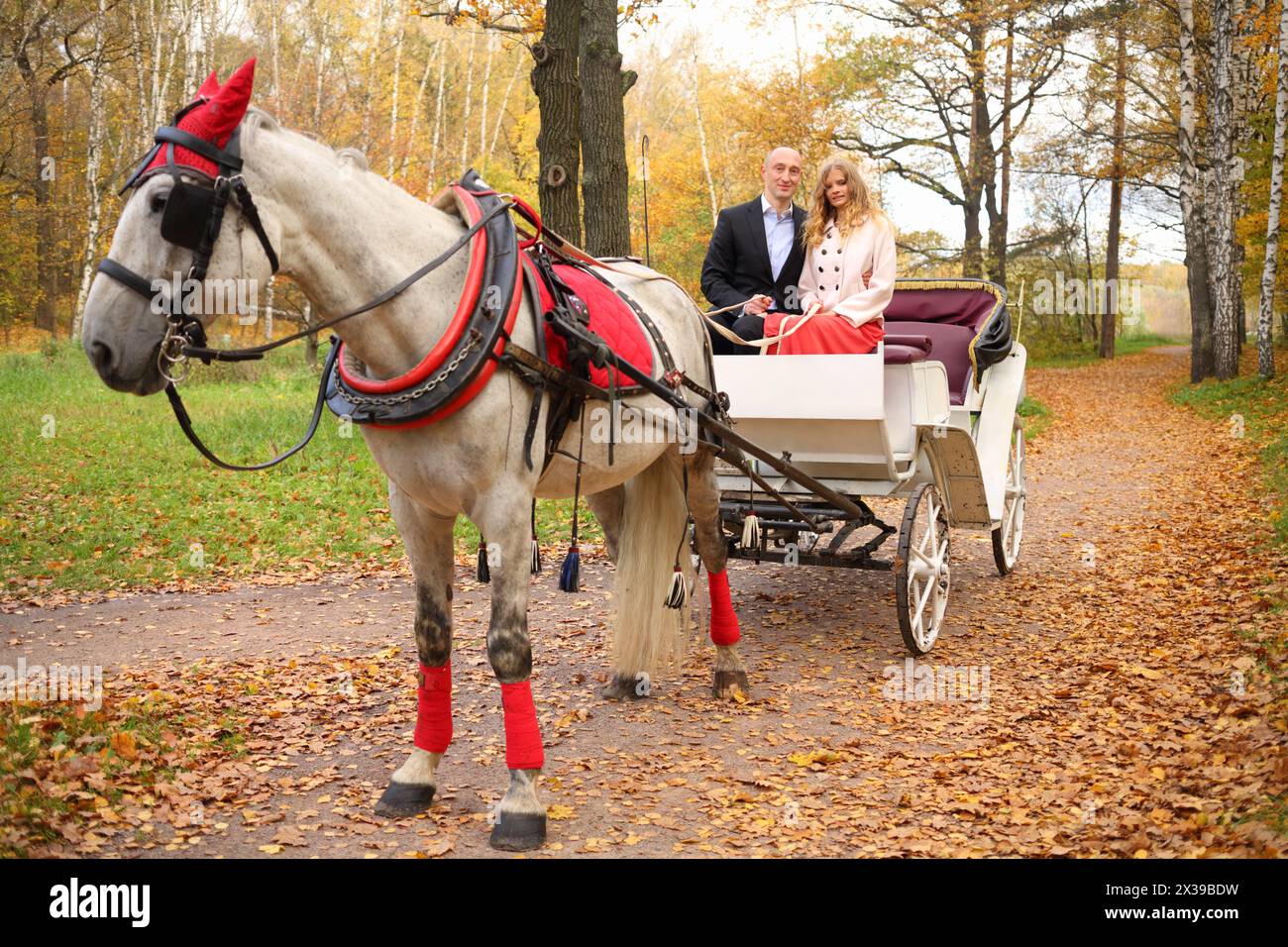 Uomo e donna sono in pullman con cavalli e tengono le redini nel parco autunnale Foto Stock
