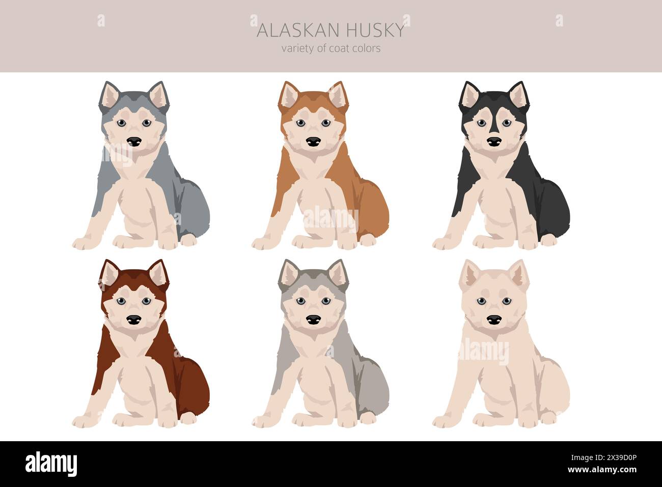 Cucciolo di husky dell'Alaska. Pose diverse, set di colori per cappotti. Illustrazione vettoriale Illustrazione Vettoriale