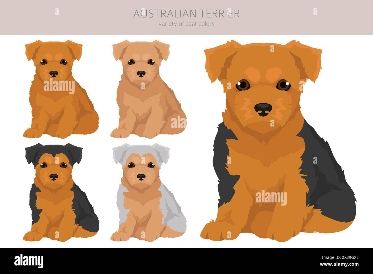 Cucciolo australiano terrier, clipart di tutti i colori. Diversi colori di rivestimento e pose. Illustrazione vettoriale Illustrazione Vettoriale