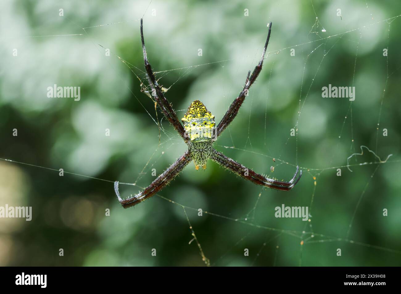 Ragno da giardino hawaiano o ragno a banana, Argiope appensa, adulto singolo in web, Bogor, Giacarta, Indonesia Foto Stock