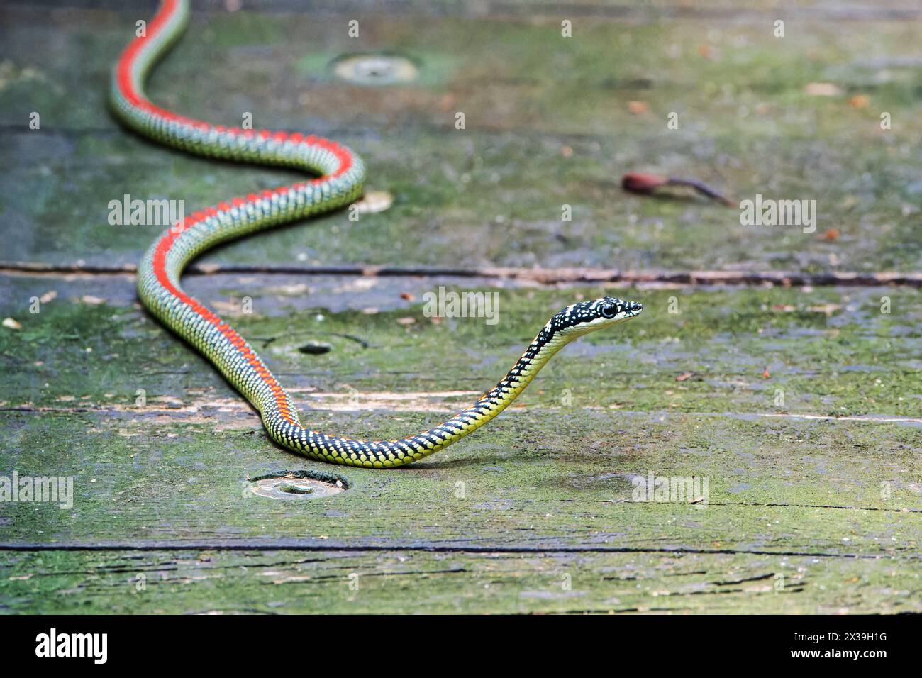 Serpente volante paradiso o serpente albero paradiso, Chrysopelea paradisi, adulto singolo sul lungomare, Sungei Buloh, Singpore Foto Stock