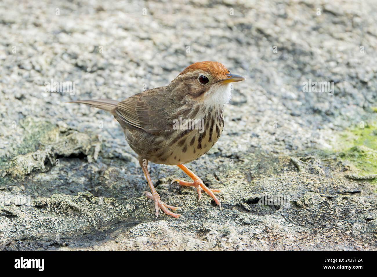 Babbler puff-throated Babbler, Pellorneum ruficeps, singolo adulto in piedi a terra, Wat Thom, Thailandia Foto Stock