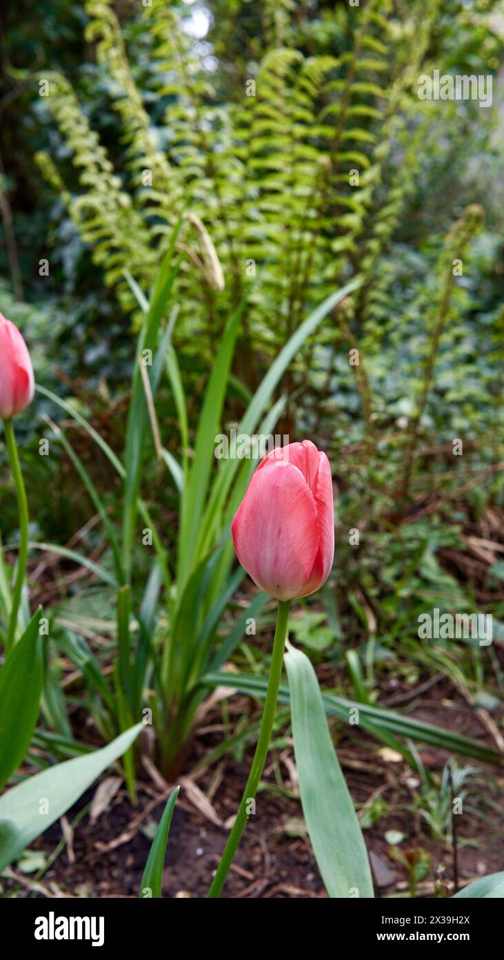 Tulipani rossi, erba e una giovane felce in un giardino naturale. Foto Stock