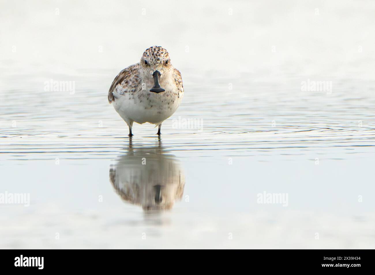 sandpiper con becco a cucchiaio, Calidris pygmaea, alimentazione per un adulto in acque poco profonde, Khok Kham, Thailandia Foto Stock