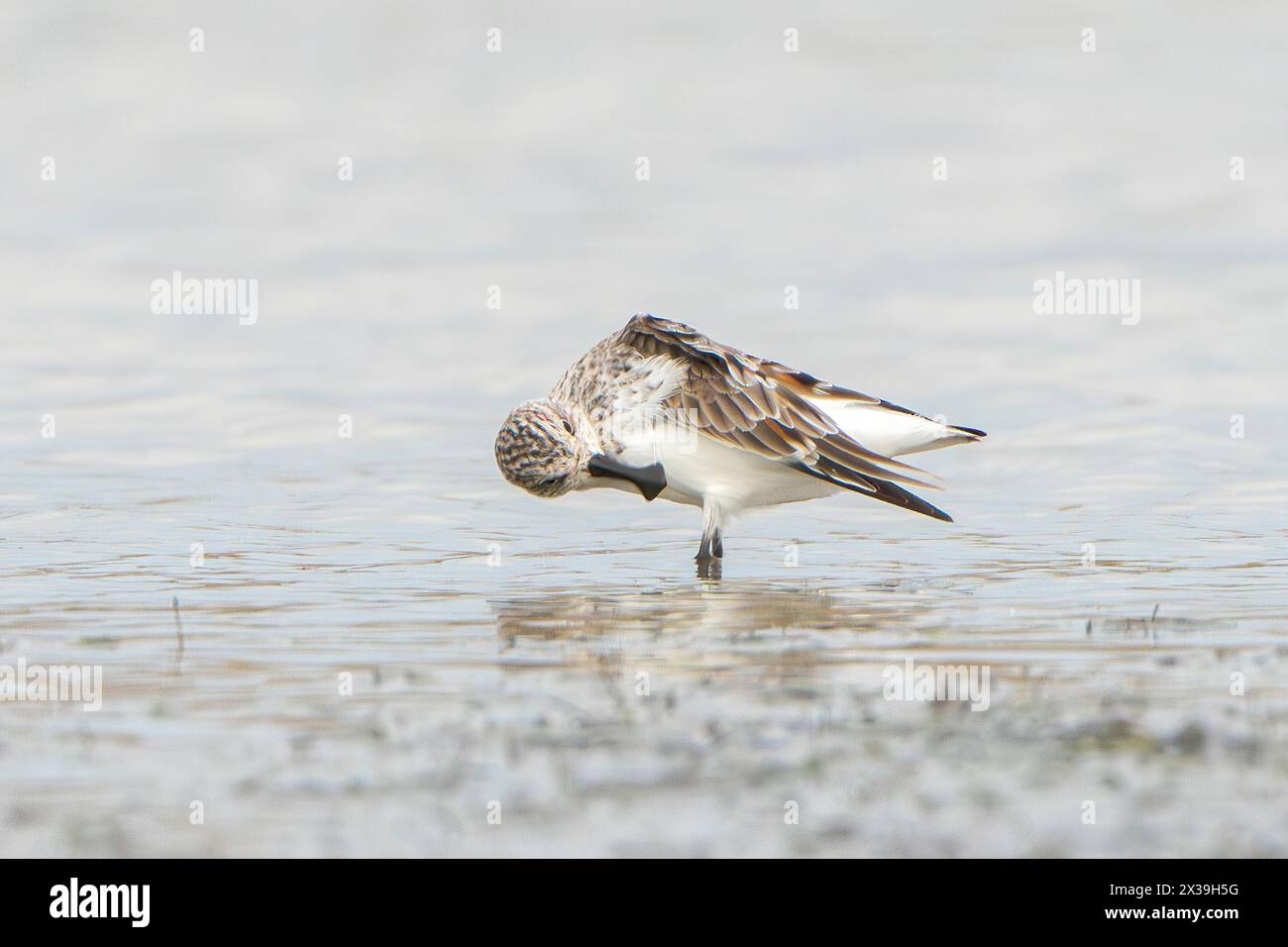 sandpiper con becco a cucchiaio, Calidris pygmaea, alimentazione per un adulto in acque poco profonde, Khok Kham, Thailandia Foto Stock