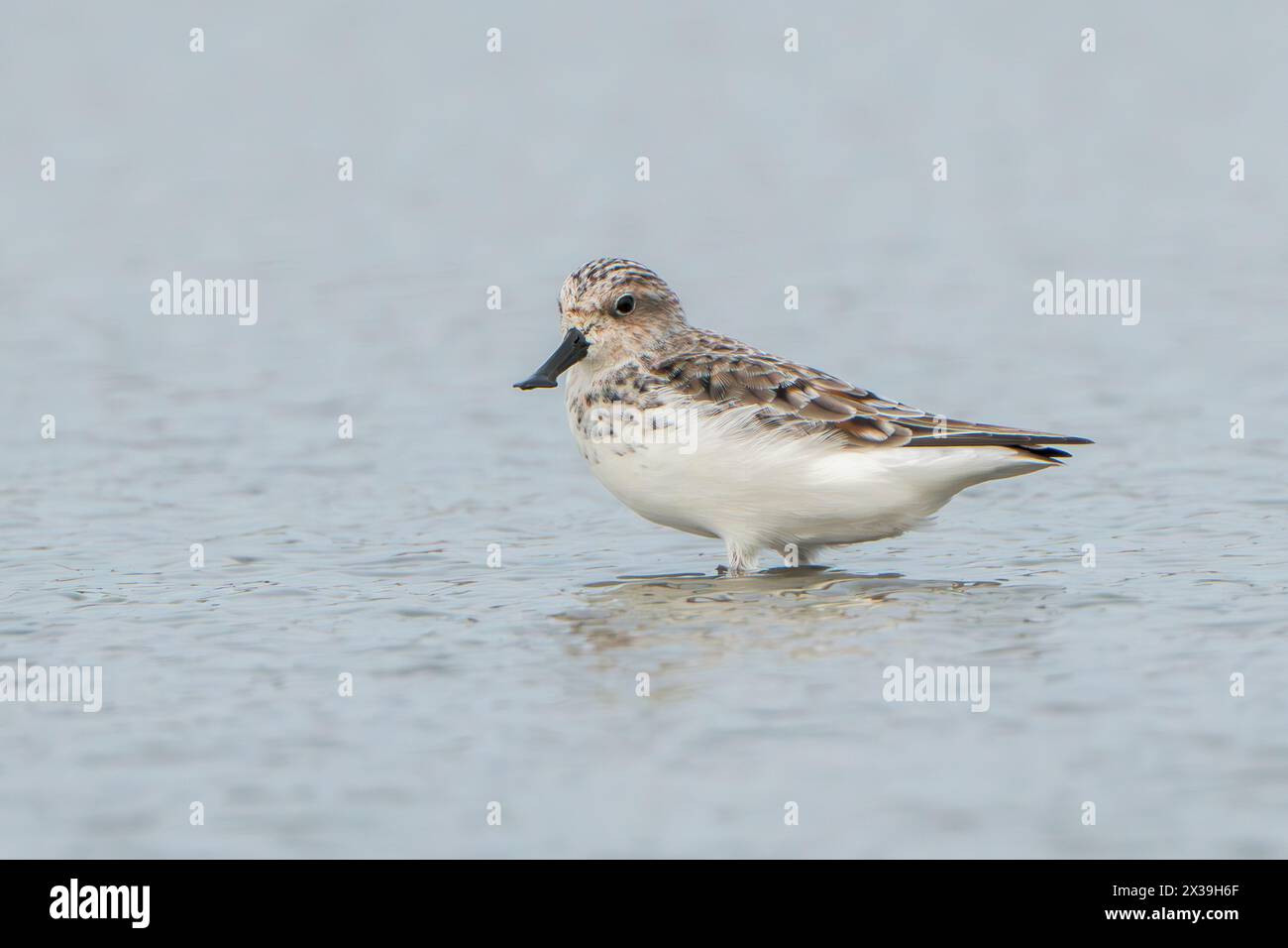 sandpiper con becco a cucchiaio, Calidris pygmaea, alimentazione per un adulto in acque poco profonde, Khok Kham, Thailandia Foto Stock