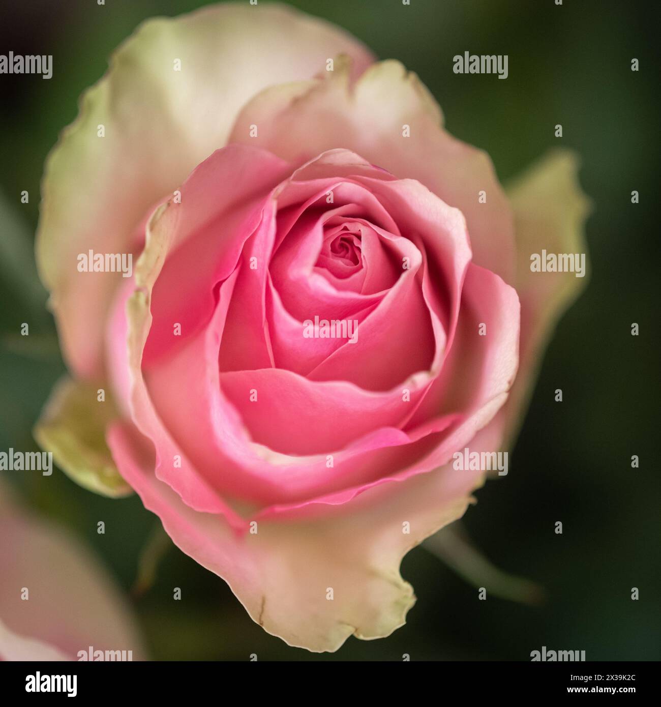 Primo piano di una rosa rosa Foto Stock