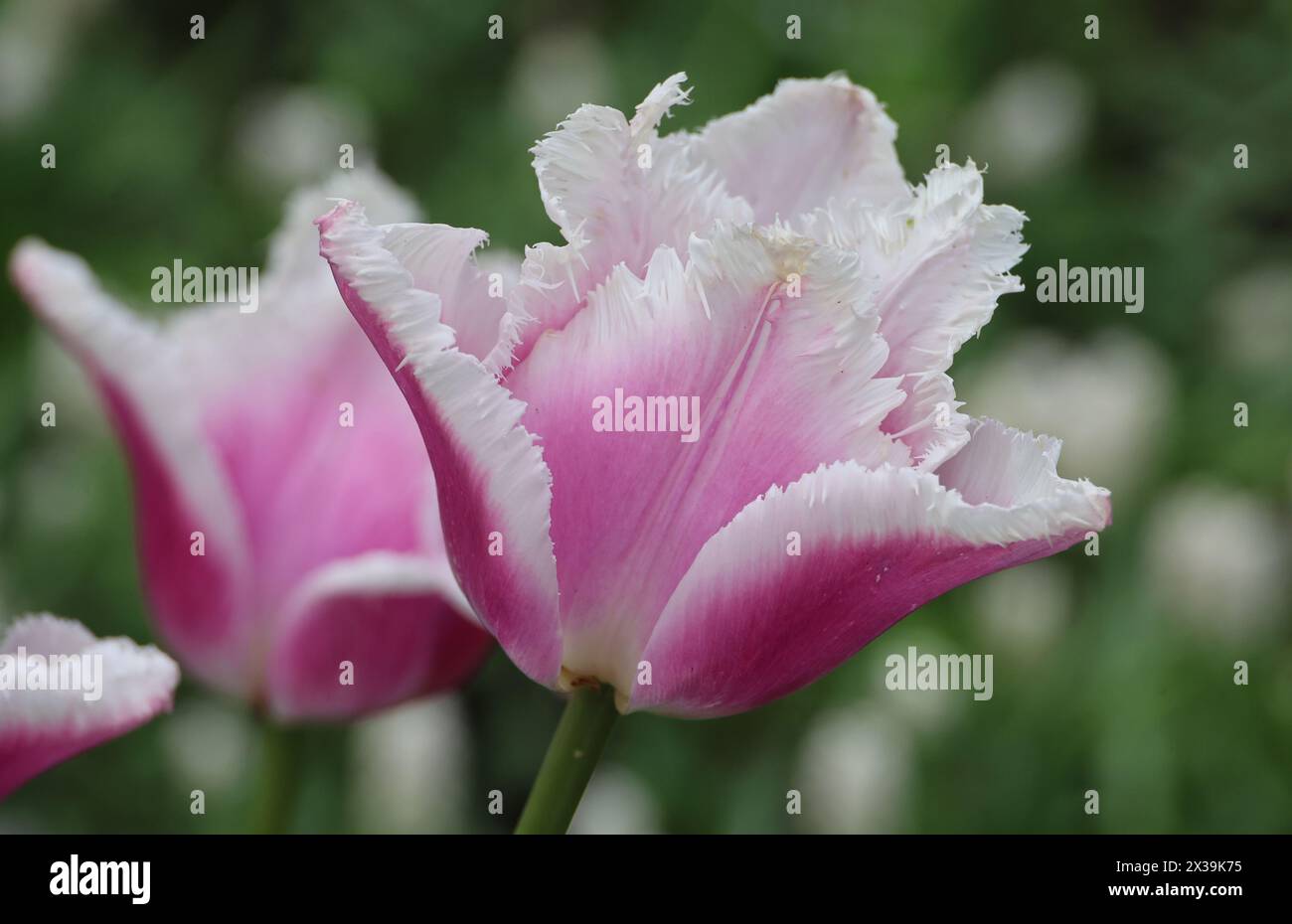 I tulipani "Siesta" fioriscono al Keukenhof Tulip Gardens "BOLLENSTREEK" vicino ad Amsterdam, Paesi Bassi, il 20 aprile 2024. (Foto di Action foto Sport/NurPhoto) credito: NurPhoto SRL/Alamy Live News Foto Stock